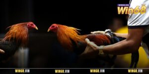 Đào Tạo Chiến Kê Win68 - Huấn Luyện Chiến Binh Anh Hùng